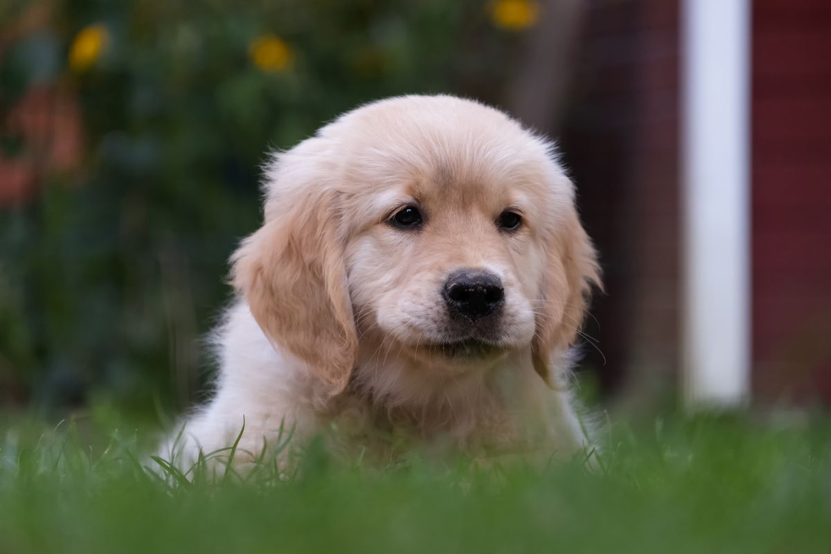 Golden retriever puppy source photo