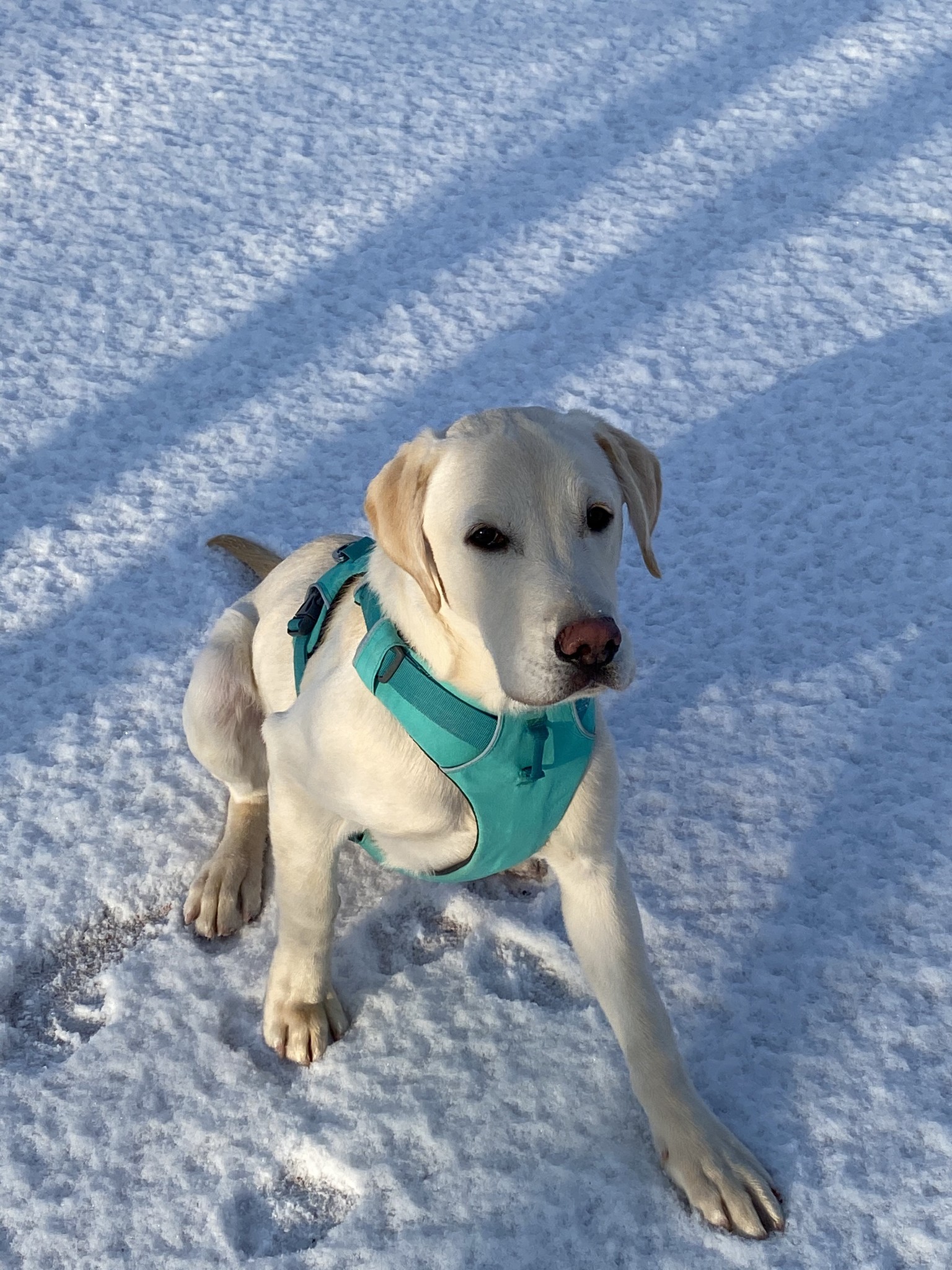 Dollar the Labrador sitting in snow