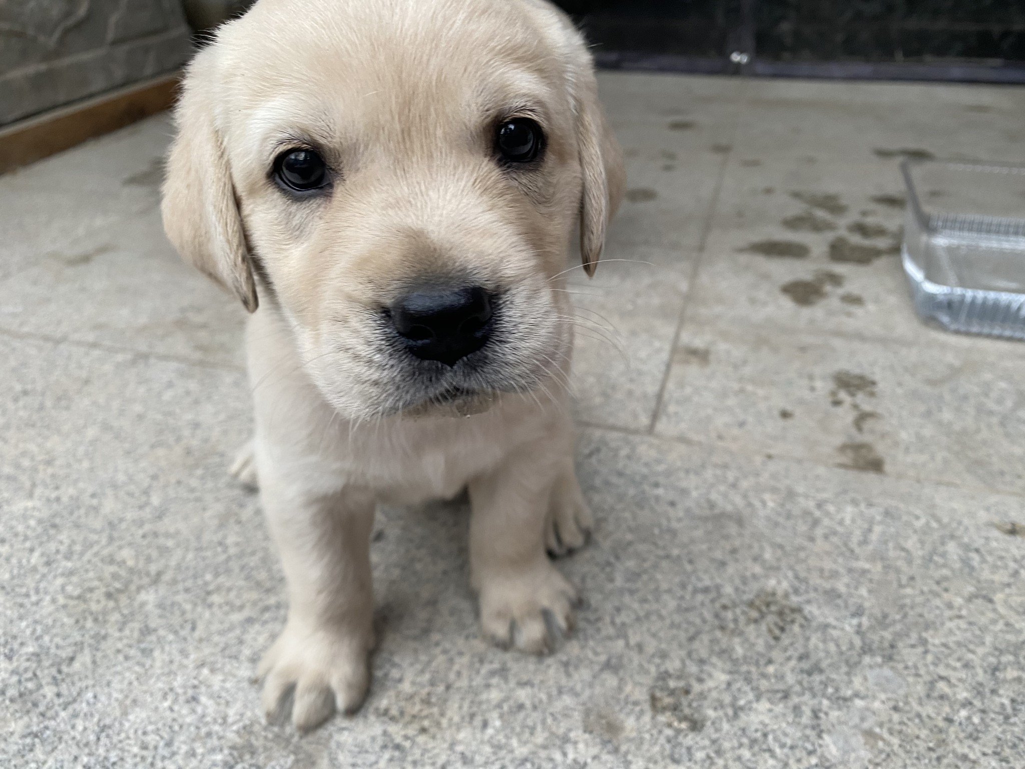 Tangtang the Labrador puppy, close-up